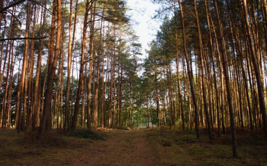 Działki z dostępem do jeziora – Mężyk gm. Wieleń