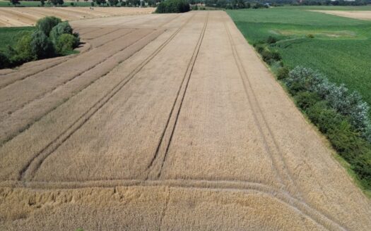 Grunt rolny w Gminie Rokietnica – Kobylniki